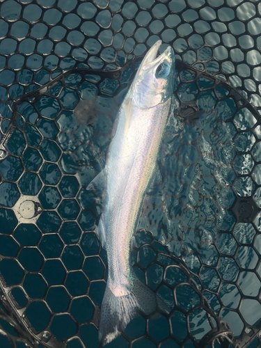 Coastal Rainbow Trout photographed in Pennsylvania