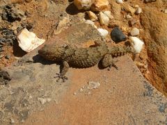 Chondrodactylus bibronii
