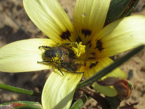 Romulea montana