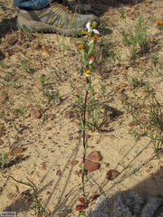 Disa flexuosa