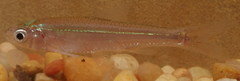 Notropis shumardi