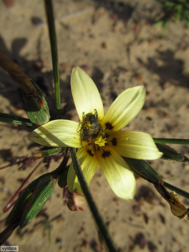 Romulea montana