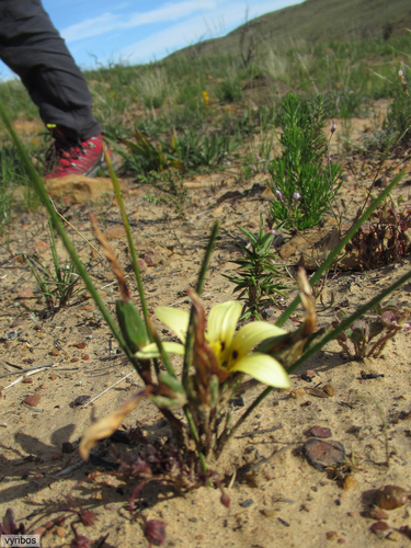 Romulea montana
