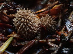 Lycoperdon pulcherrimum