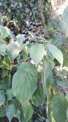 Cornus sanguinea