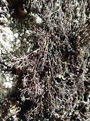 Pseudephebe pubescens