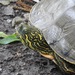 Texas Cooter - Photo (c) texasturtles, some rights reserved (CC BY-NC), uploaded by texasturtles