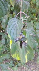 Cornus sanguinea