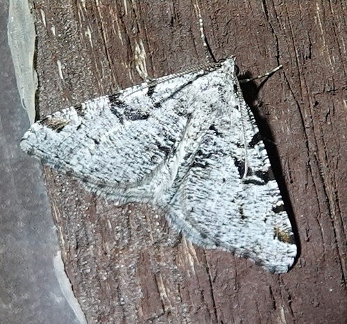 Split-lined Angle photo 2