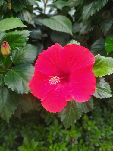 Tulipán (Hibiscus rosa-sinensis)