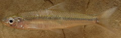 Notropis shumardi