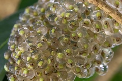 Agalychnis dacnicolor