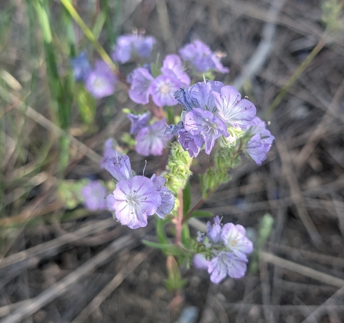 iNaturalist observation 2025-06-06
