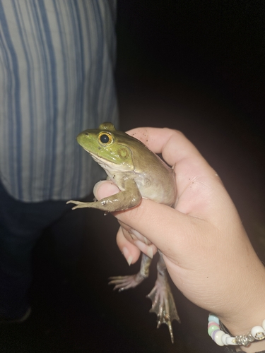 American Bullfrog