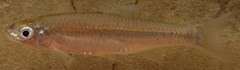 Notropis shumardi