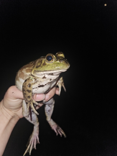 American Bullfrog