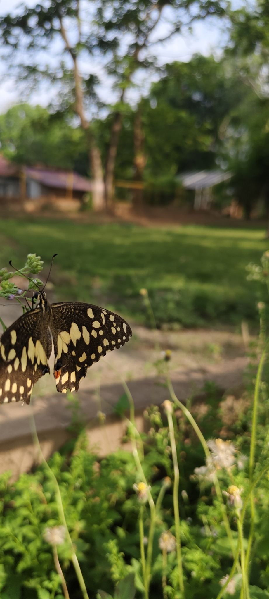 Lime Swallowtail