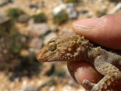 Chondrodactylus bibronii