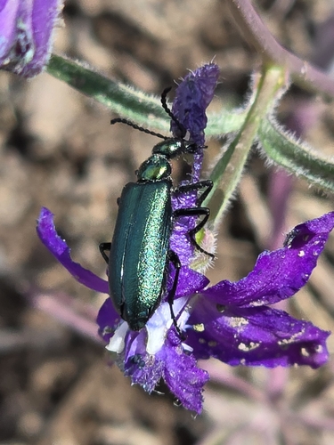 Green Blister Beetle photo 2