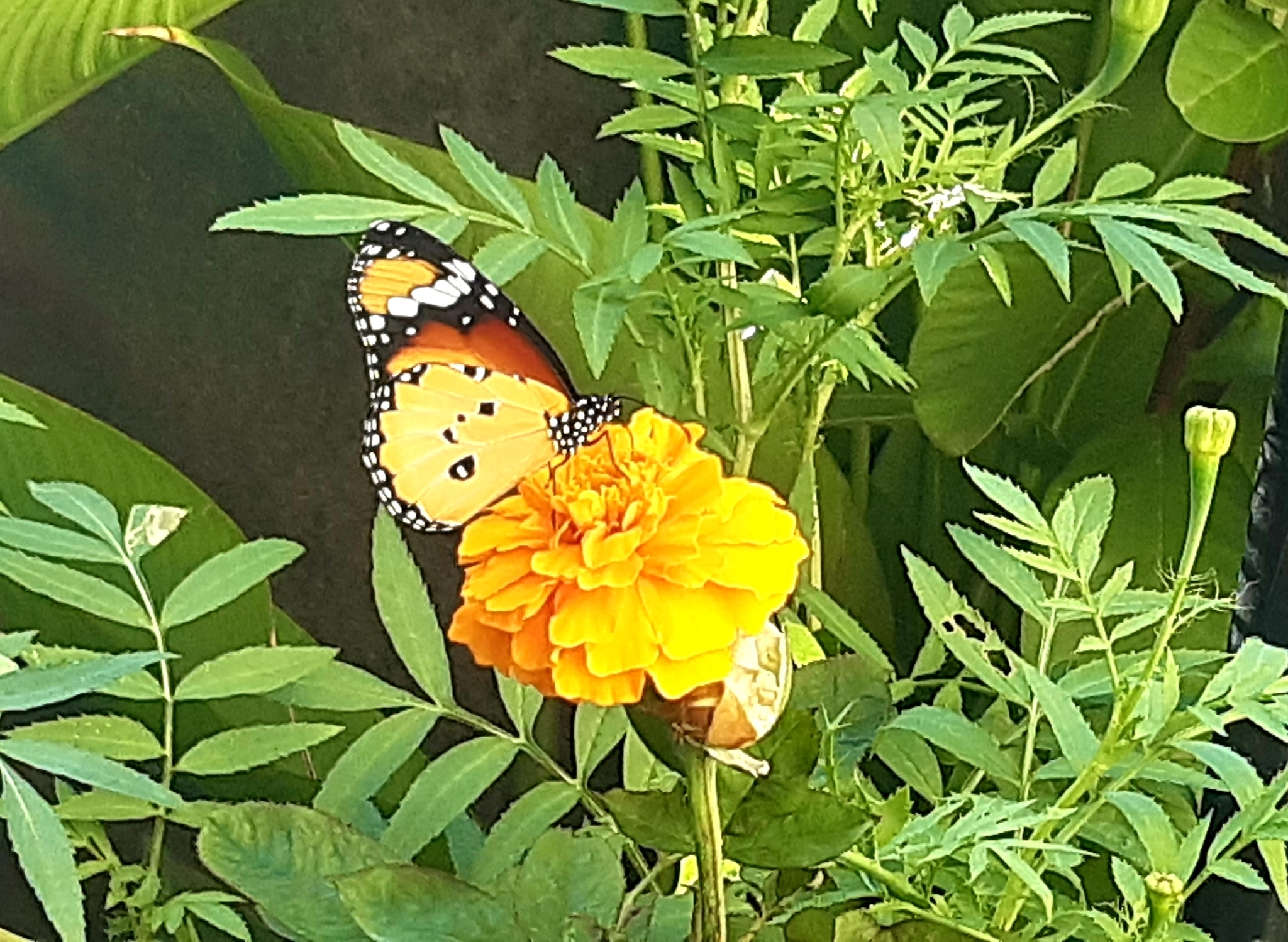 Plain Tiger