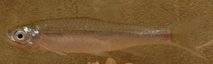 Notropis shumardi