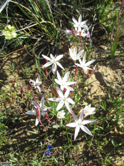 Hesperantha cucullata