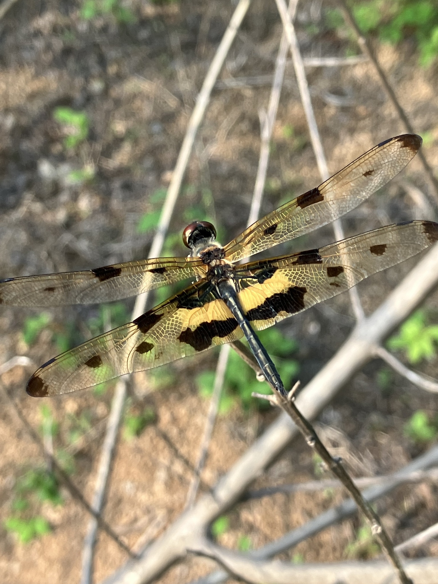 Common Picture Wing