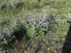 Berkheya onobromoides carlinoides