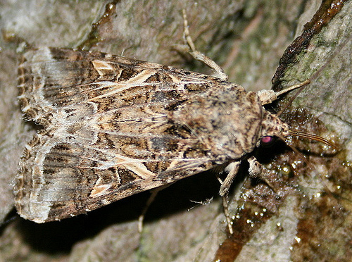 Yellow-striped Armyworm Moth, photo 5 of 10