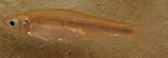 Notropis shumardi