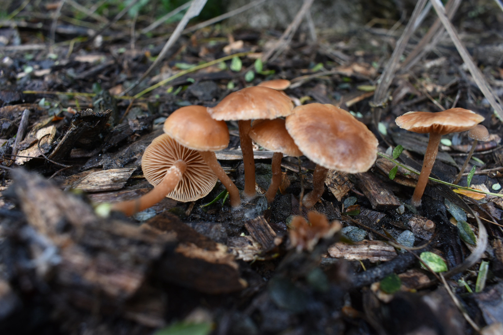 Tubaria furfuracea · June 2025 · photo: © giant_tree (iNaturalist, cc0)