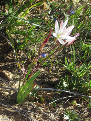 Hesperantha cucullata