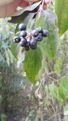 Cornus sanguinea