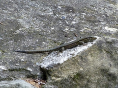 Podarcis muralis