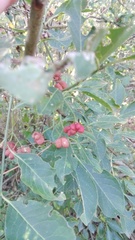 Euonymus europaeus