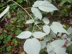 Rubus idaeus