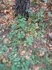 Chelidonium majus