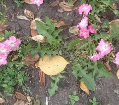 Taraxacum officinale