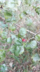 Crataegus monogyna