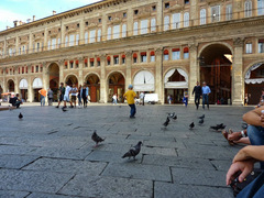 Columba livia domestica