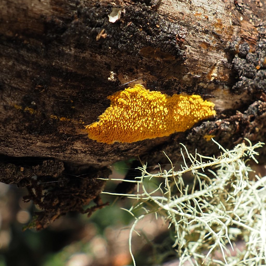Phlebia subceracea · May 2025 · photo: © cowirrie (iNaturalist, cc0)