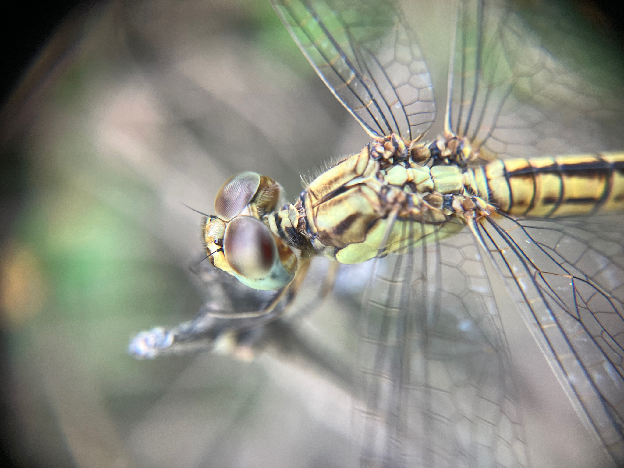 Black Marsh Skimmer