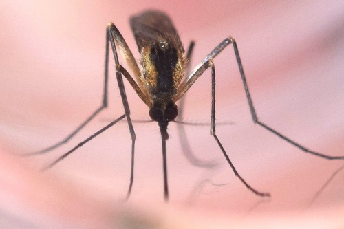 Aedes aurifer