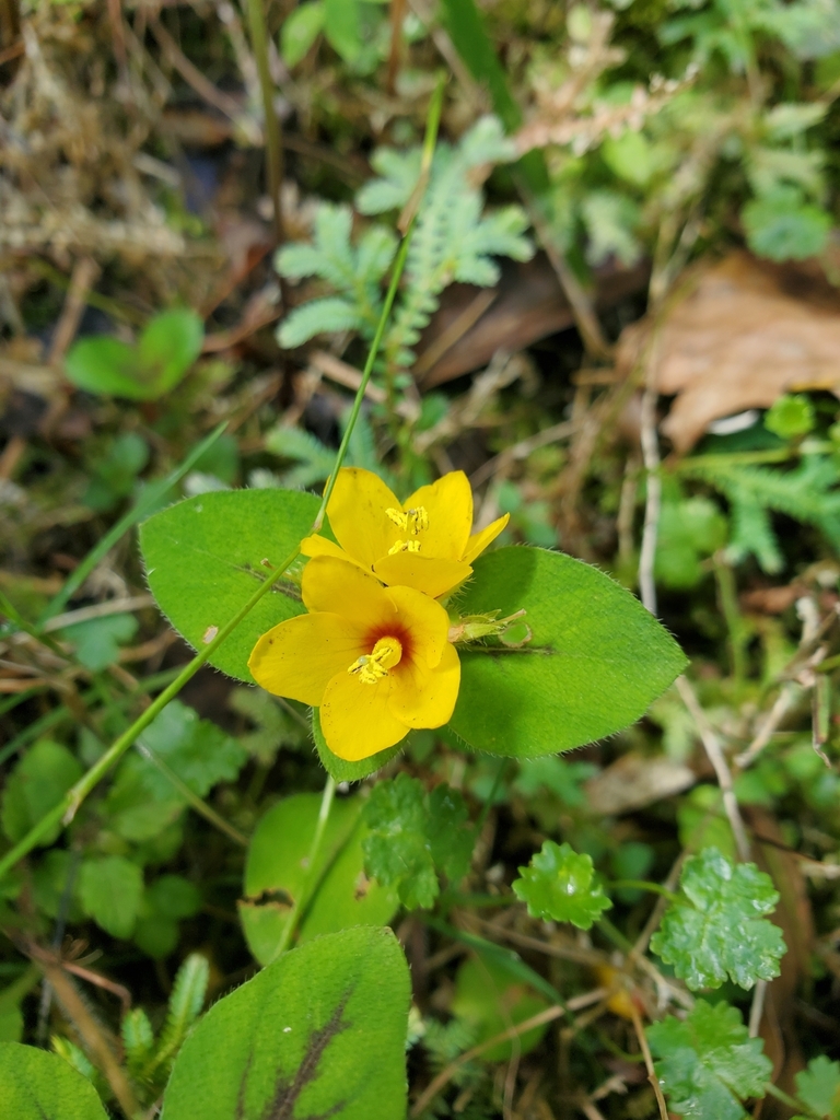 dense-flowered loosestrife