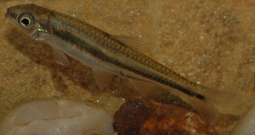 Alburnops texanus