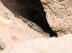 Sceloporus torquatus torquatus