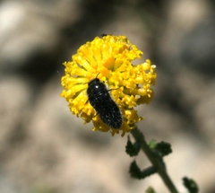 Acmaeoderini