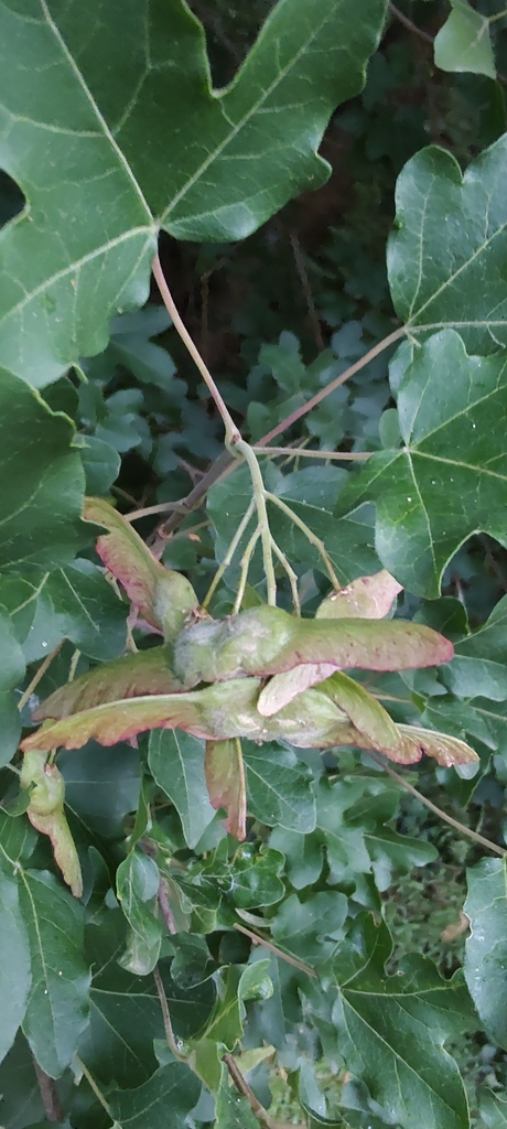Bornmueller’s acer