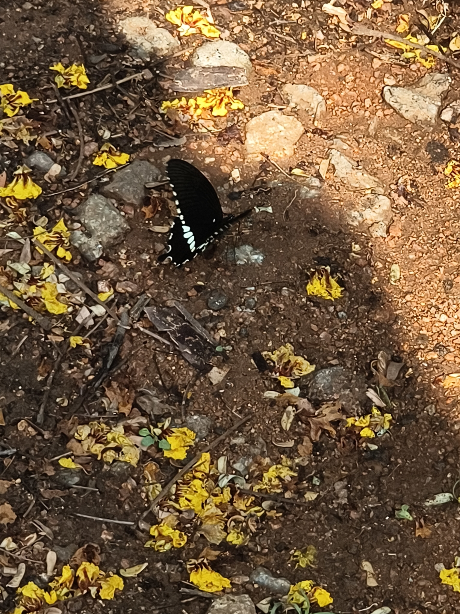 Common Mormon