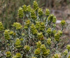 Sideritis spinulosa